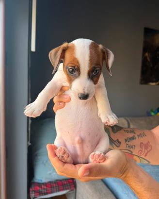 Cucciolo di Jack Russel