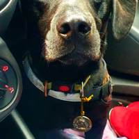 Cane Labrador Bassotto