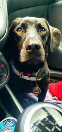 Cane Labrador Bassotto