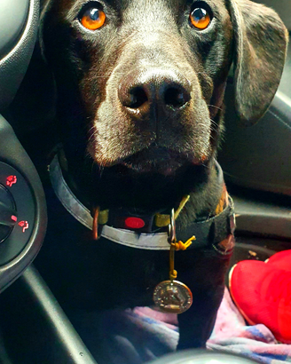 Cane Labrador Bassotto