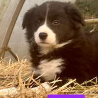 Cuccioli Border collie