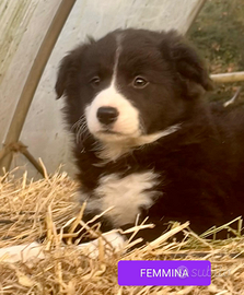 Cuccioli Border collie