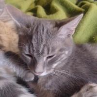 Dolcissimi gattini grigi