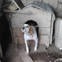 Cani da caccia