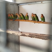 Inseparabili