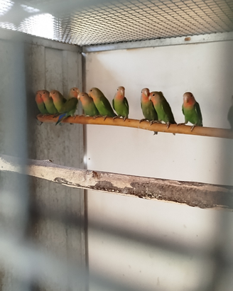Inseparabili