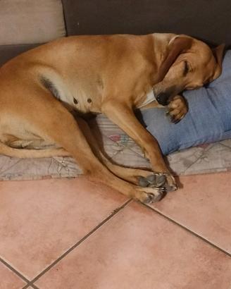 Per accoppiamento
