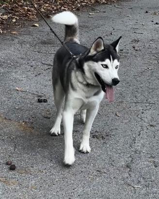 Siberian Husky per monte