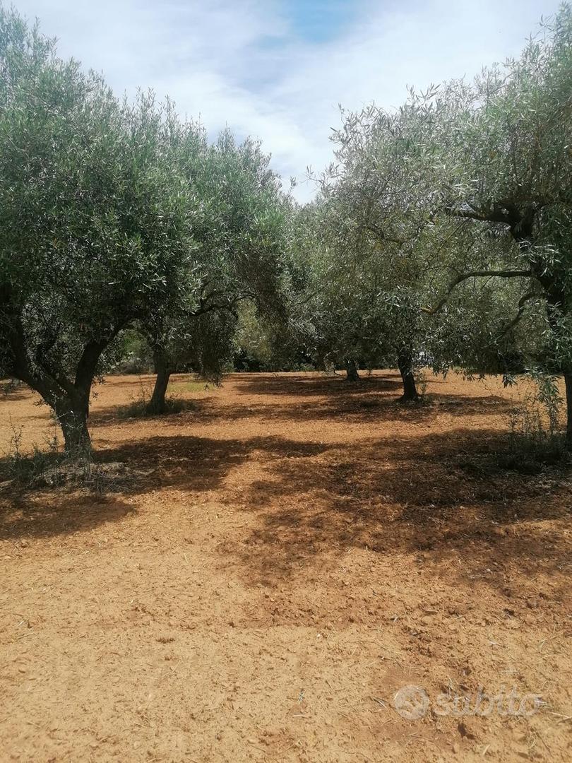 Terreno Agricolo - Vista 3