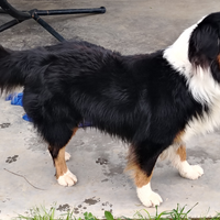 Cuccioli di pastore australiano