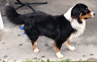 Cuccioli di pastore australiano