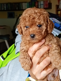 Barboncini rossi nani e toy