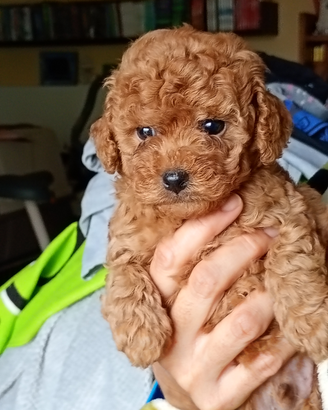 Barboncini rossi nani e toy