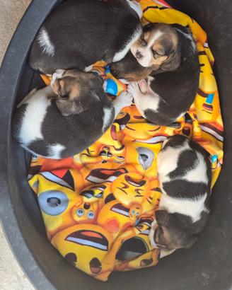 Cuccioli di Beagle  Puri