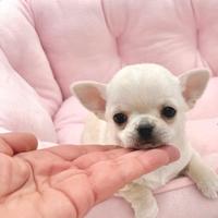 Chihuahua messicano
