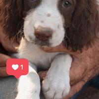 Springer spaniel