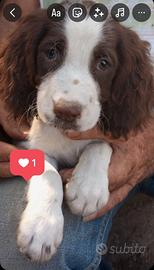 Springer spaniel