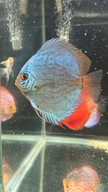 Discus