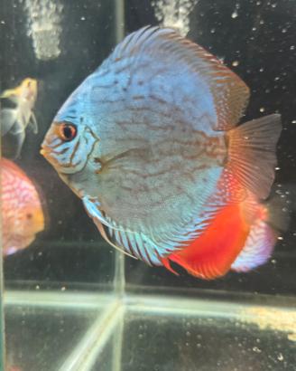 Discus