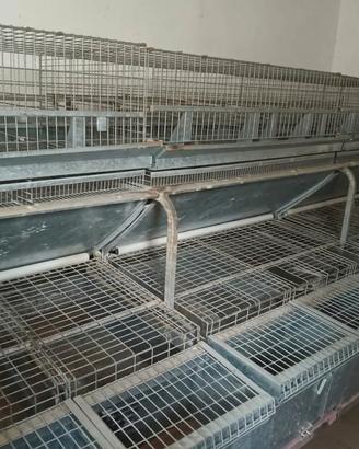 Gabbia per conigli da 20 posti fattrici a cestello