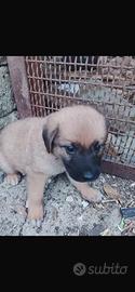 Pastore belga malinois cuccioli
