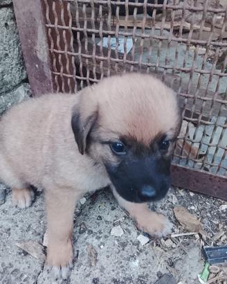 Pastore belga malinois cuccioli