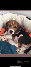 Cani beagle taglia piccola