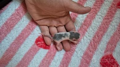 Ratto domestico