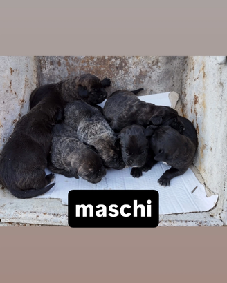 Cuccio cane corso