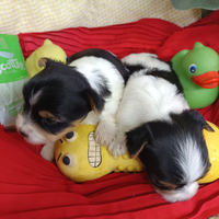 Cuccioli Biewer Terrier Yorkshire