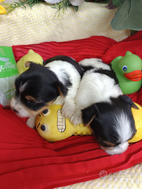 Cuccioli Biewer Terrier Yorkshire