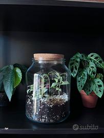 Terrarium fittonia