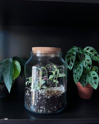 Terrarium fittonia
