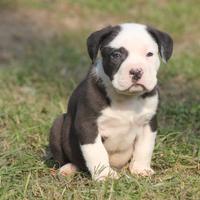 Cuccioli Amerian bully - amstaff