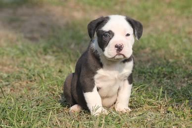 Cuccioli Amerian bully - amstaff