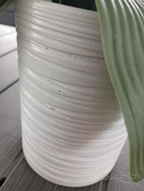 vaso bianco 