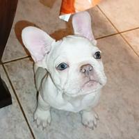 Bulldog francese Lilac tan Platinum maschio