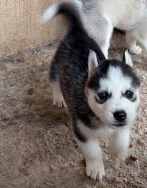 Cuccioli di Husky siberiano
