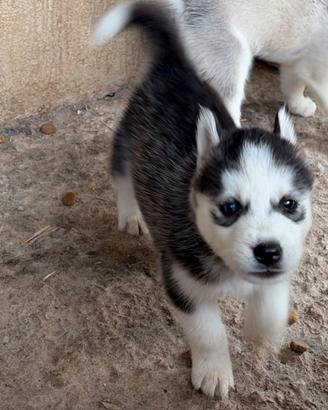Cuccioli di Husky siberiano