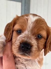 Cuccioli di breton