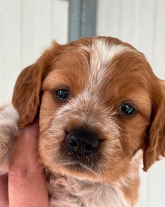 Cuccioli di breton