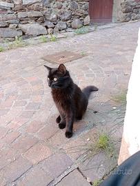 Gattini di 5 mesi