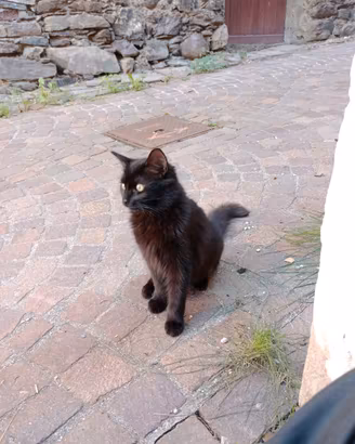 Gattini di 5 mesi