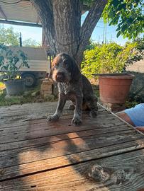 Cucciolo di Drahthaar