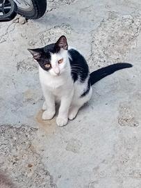Gattini