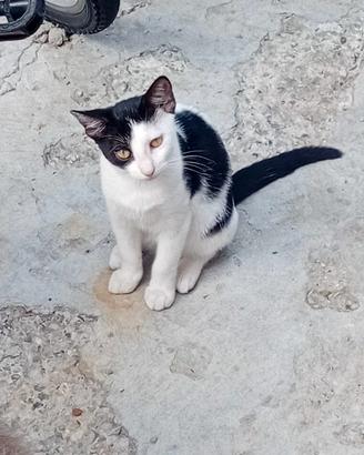 Gattini