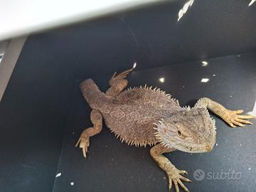drago barbuto pogona 