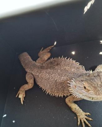drago barbuto pogona 