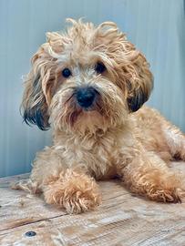 Bichon Havanesi con pedigree ENCI 