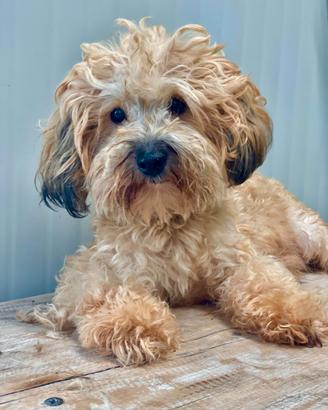 Bichon Havanesi con pedigree ENCI 